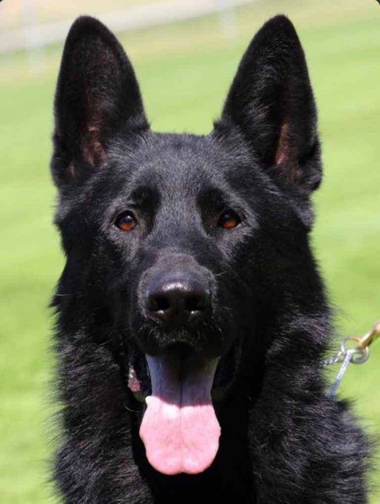 Black German Shepherd